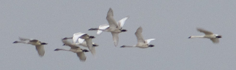 Trumpeter Swan - ML614245617