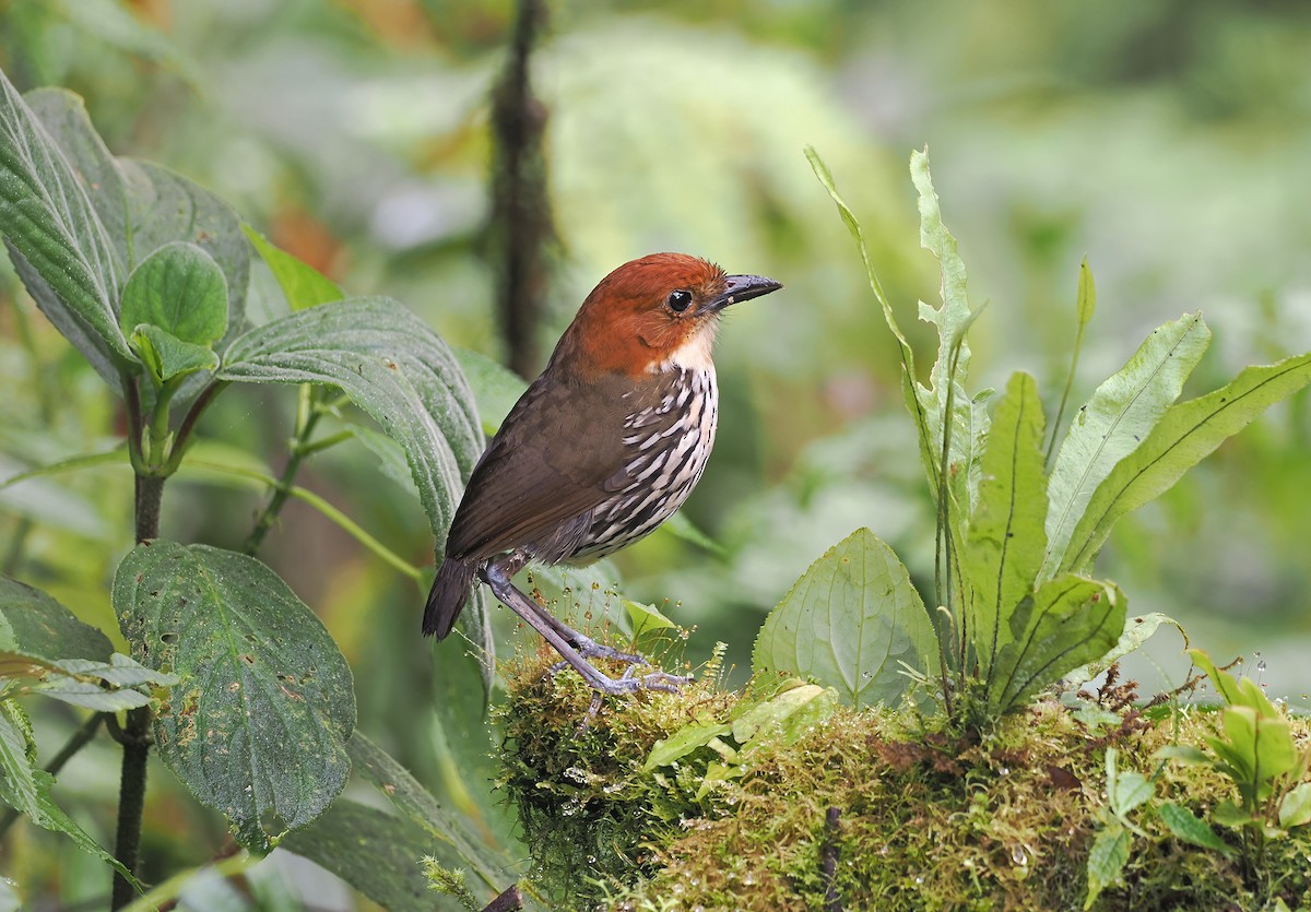 クリガシラジアリドリ - ML614245619