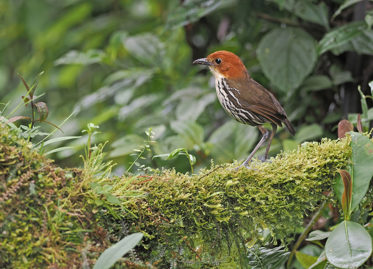 クリガシラジアリドリ - ML614245621