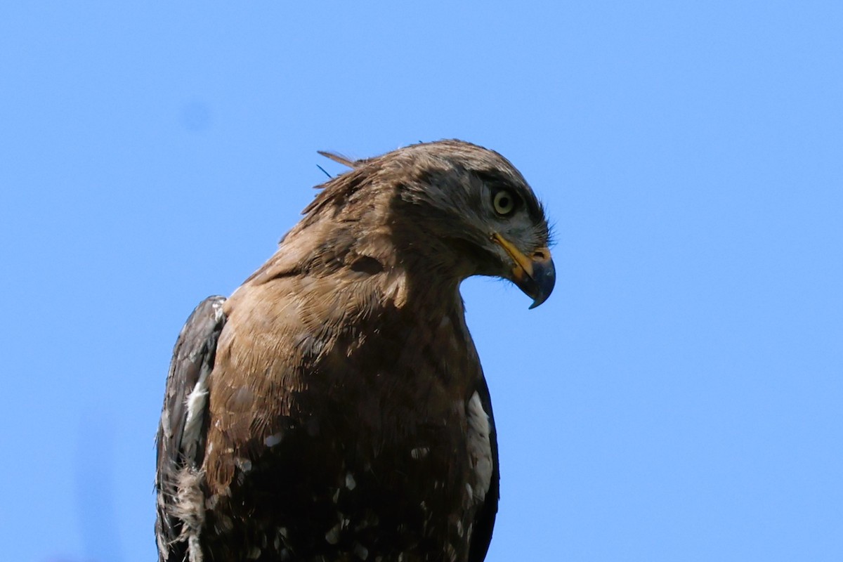 Fasciated Snake-Eagle - Audrey Whitlock