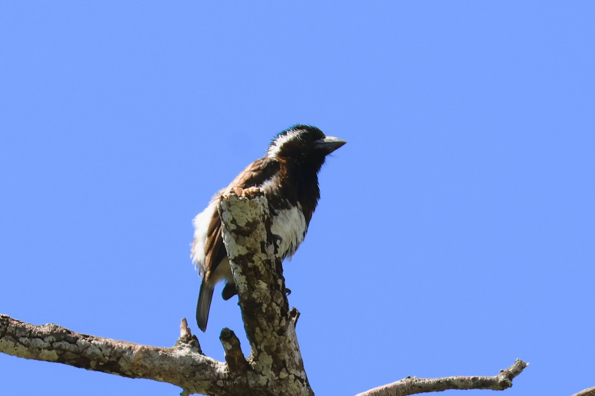 Ak Kulaklı Barbet (leucotis/kilimensis) - ML614245664