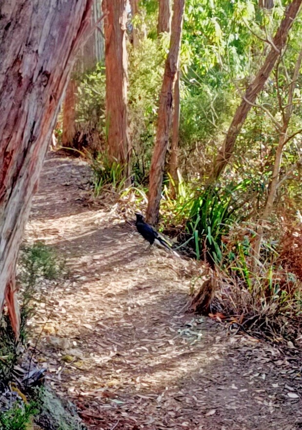 Black Currawong - John O'Shea