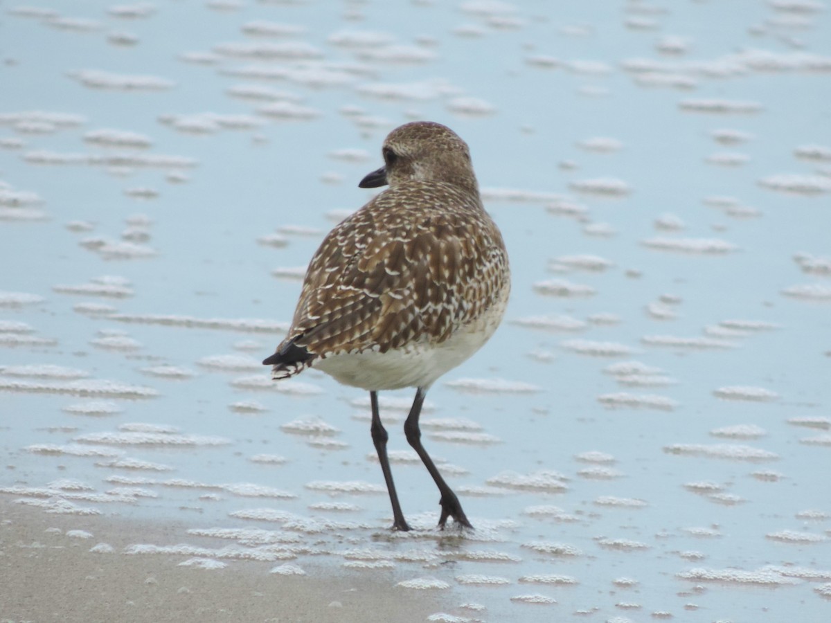 Black-bellied Plover - ML614245767