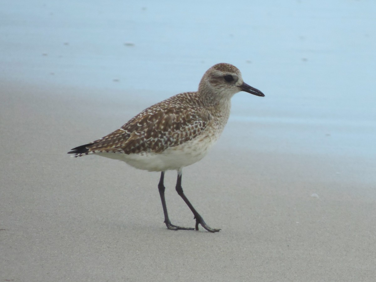 Black-bellied Plover - Kathryn Hyndman