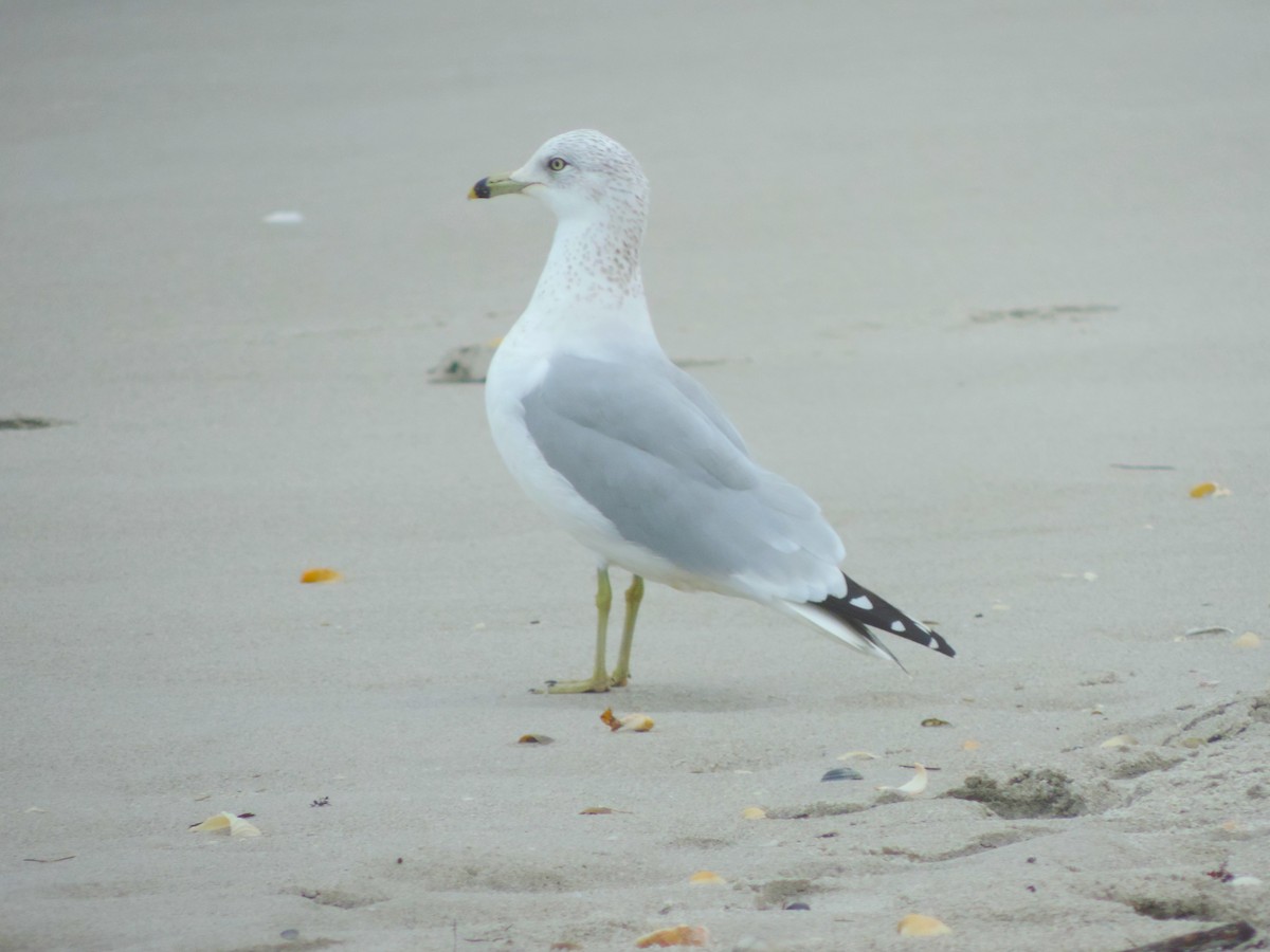 Ring-billed Gull - Kathryn Hyndman