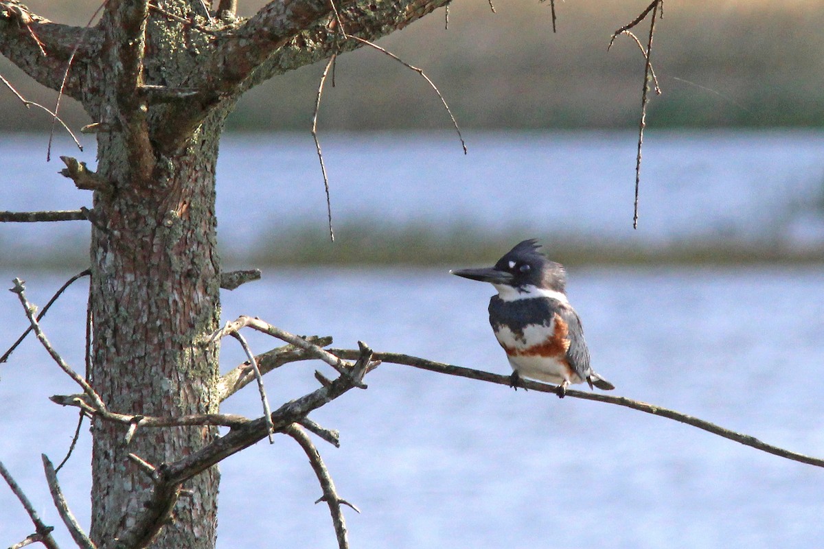 Belted Kingfisher - ML614245785