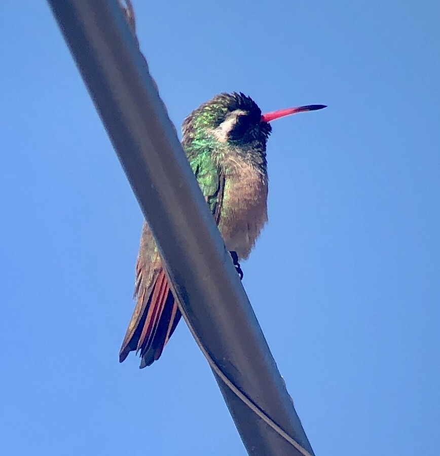 Xantus's Hummingbird - Bob Toleno