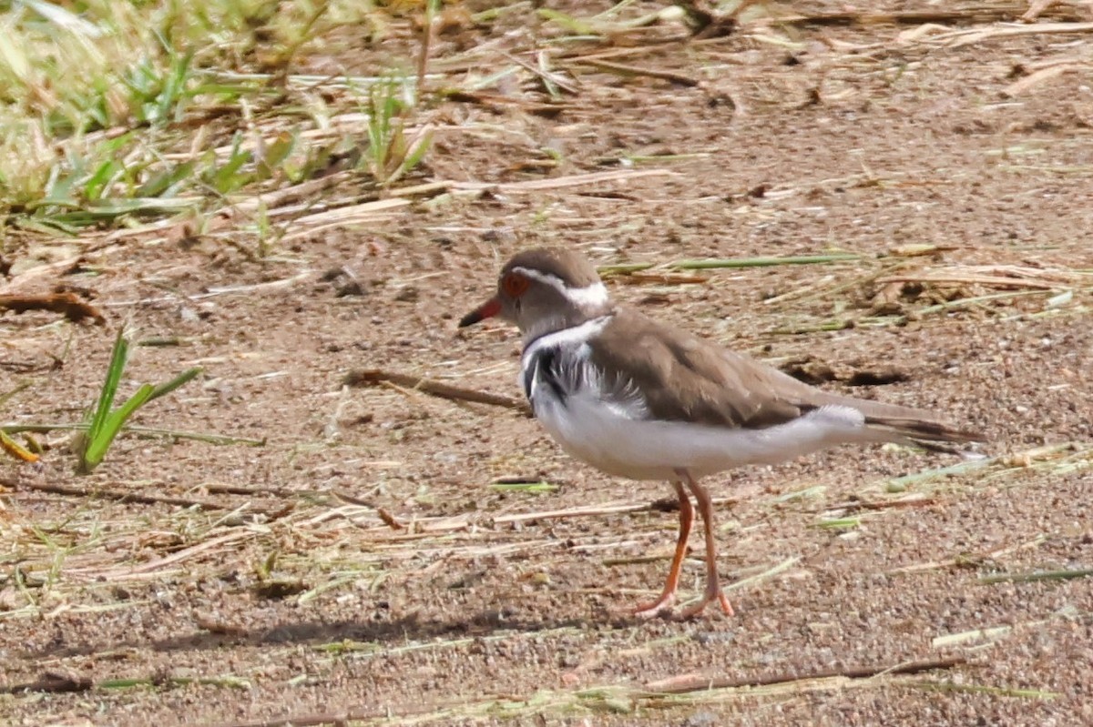 Three-banded Plover (African) - ML614245941
