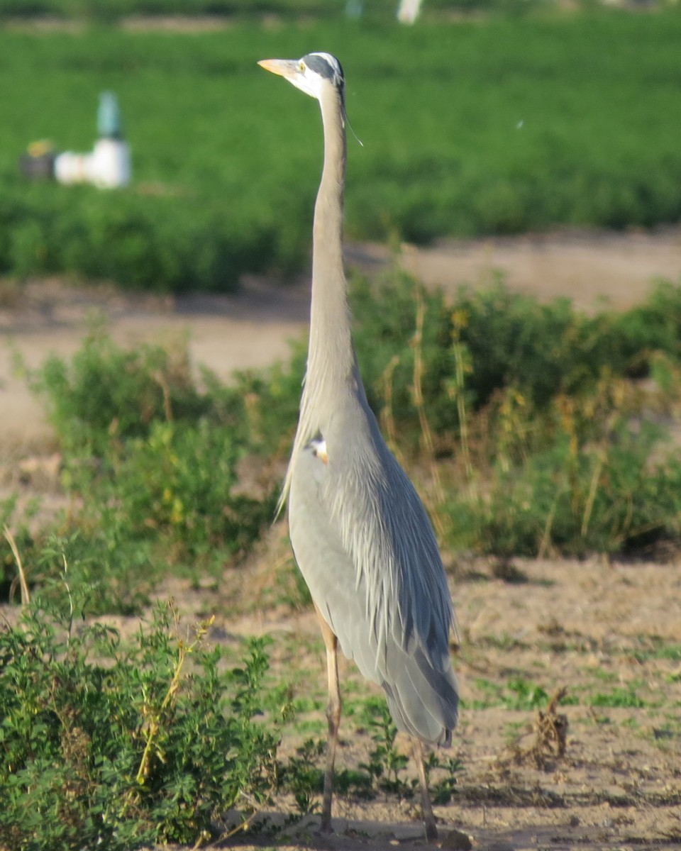 Garza Azulada - ML614245949