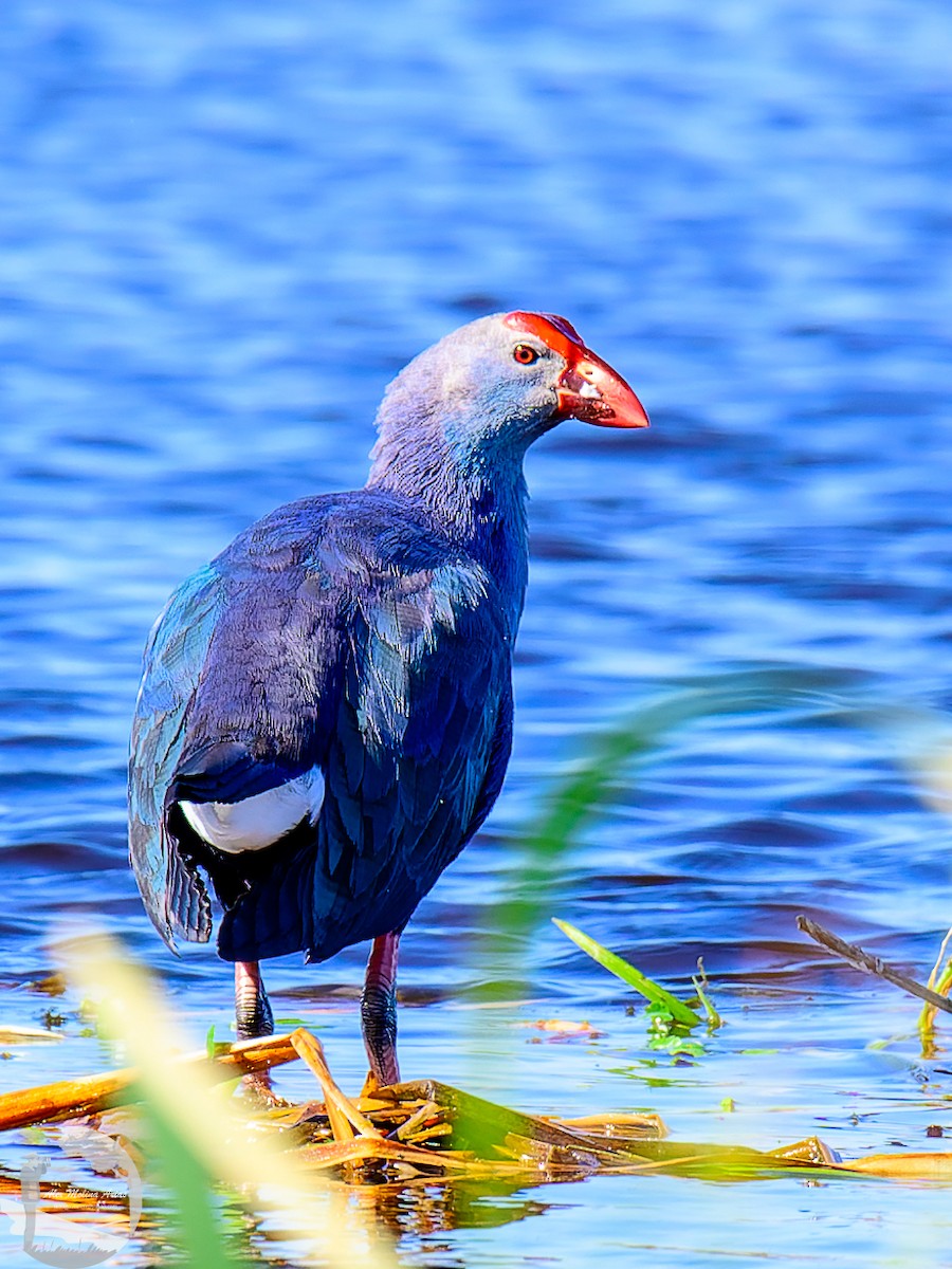 Gray-headed Swamphen - Alex Molina