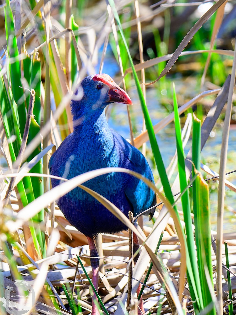 Gray-headed Swamphen - Alex Molina