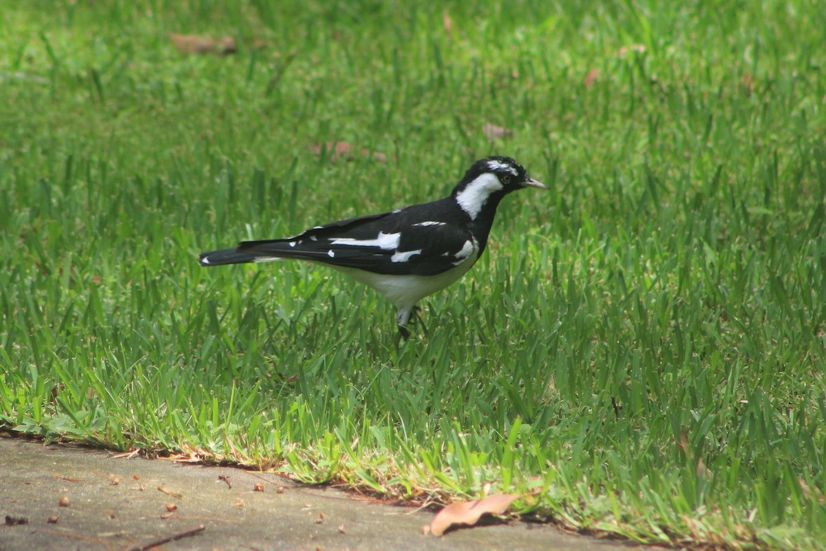 Magpie-lark - Steve  McIntosh