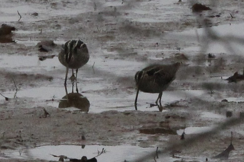 Wilson's Snipe - Susan Wood