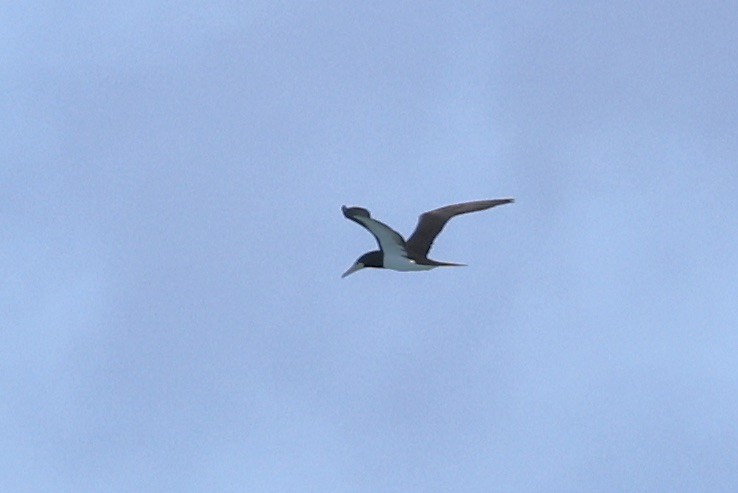 Brown Booby - ML614246101