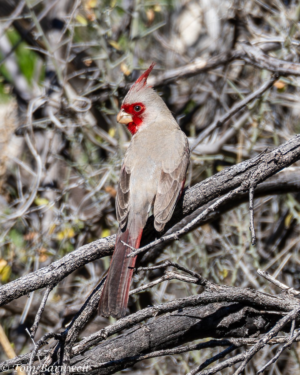 Pyrrhuloxia - ML614246135