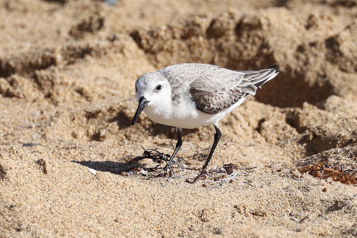 Bécasseau sanderling - ML614246141