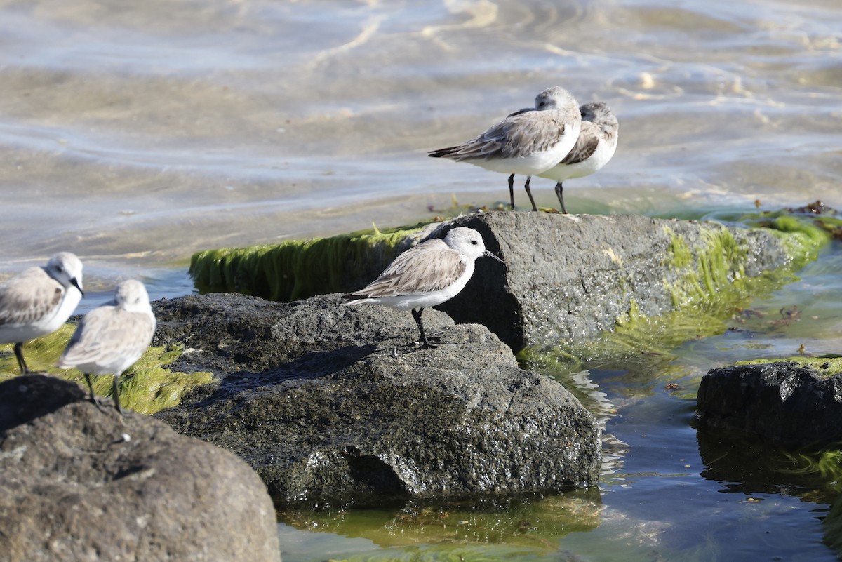 Sanderling - Anonymous