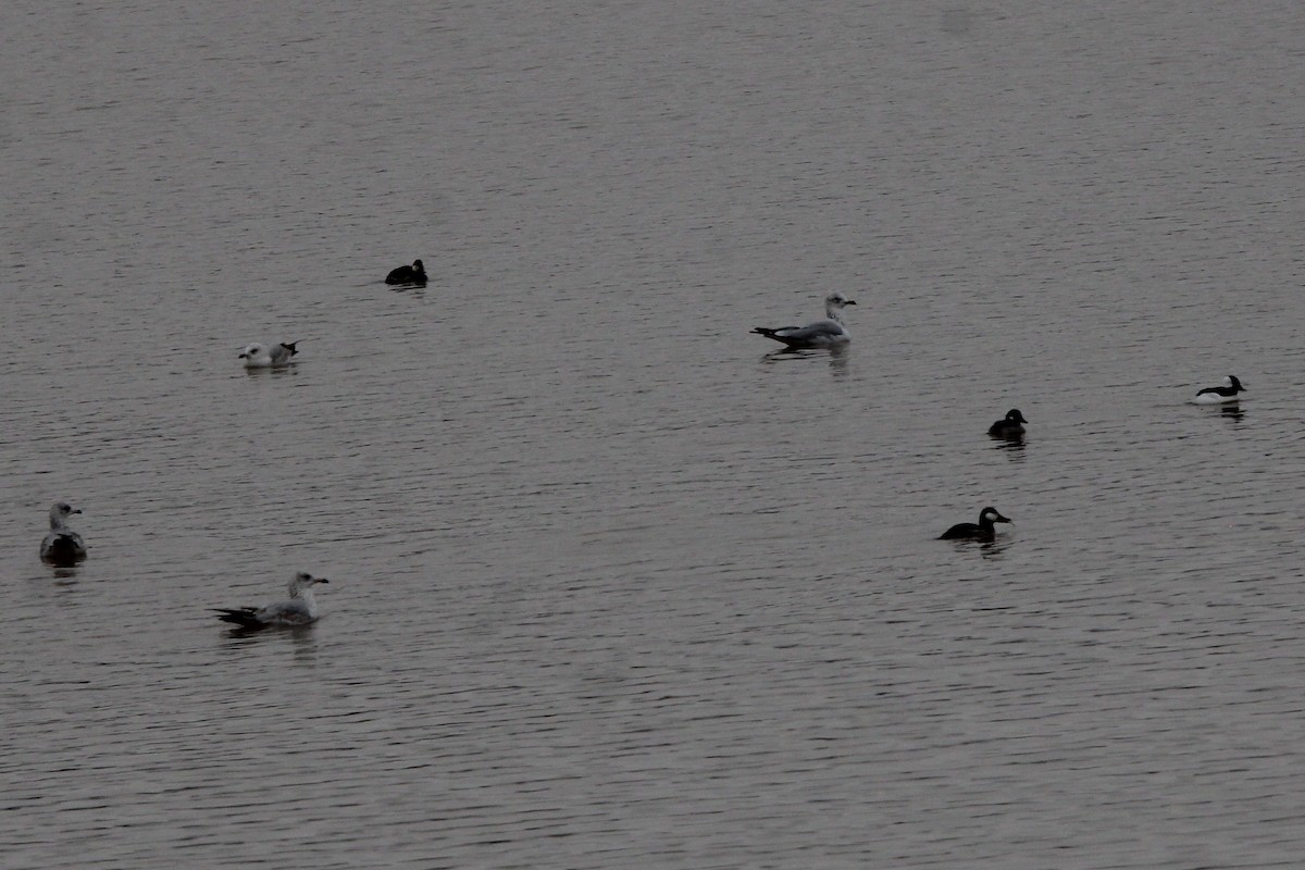 Bufflehead - Susan Wood