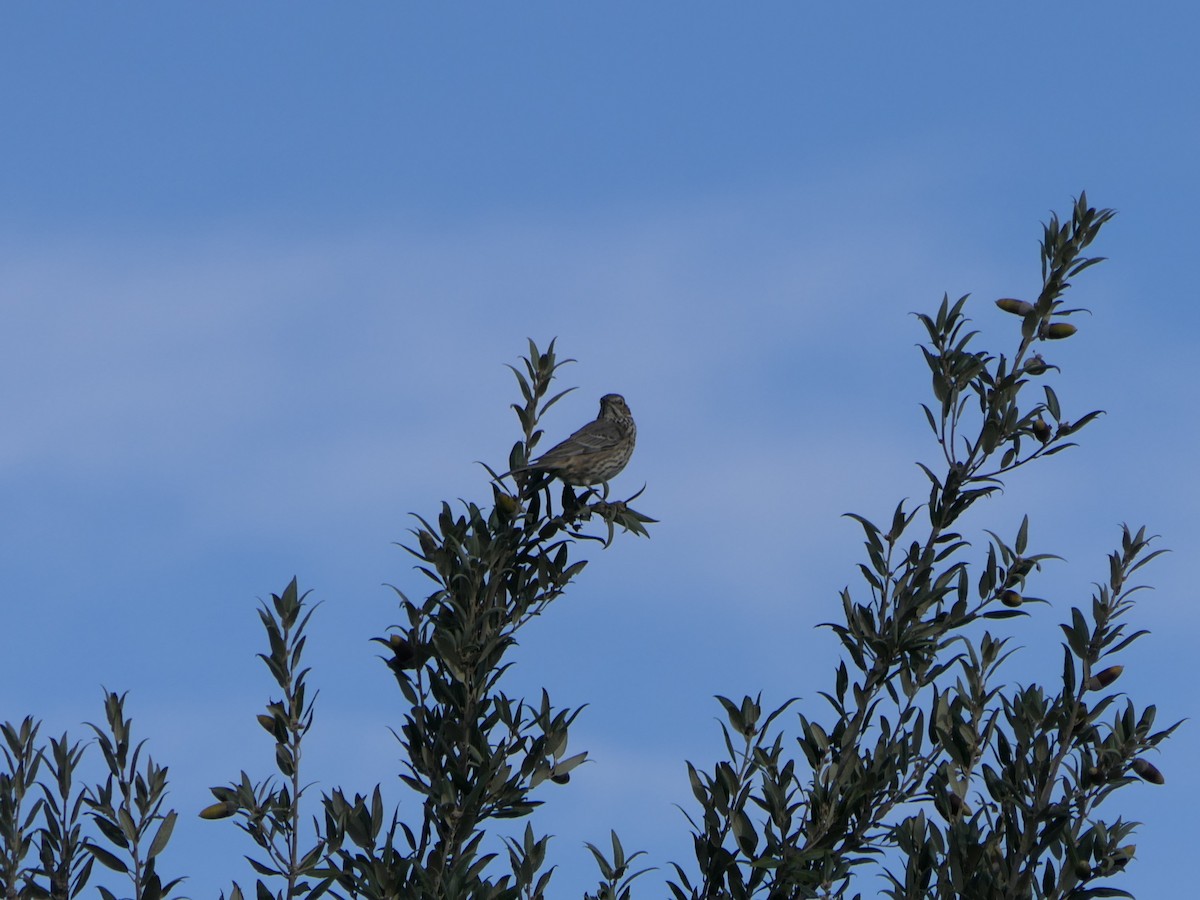 Sage Thrasher - ML614246161