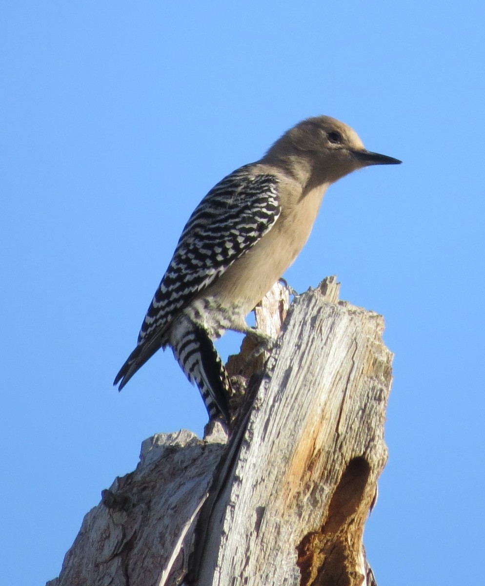 Gila Woodpecker - Julie Furgason