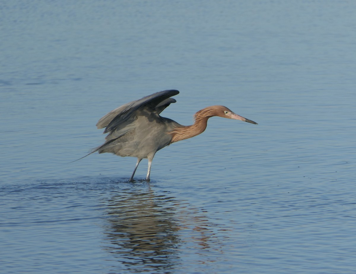 Reddish Egret - ML614246393