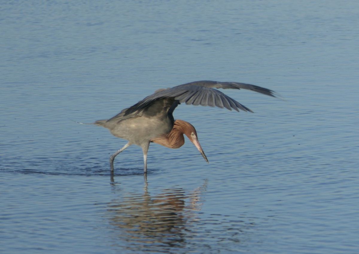 Reddish Egret - ML614246394