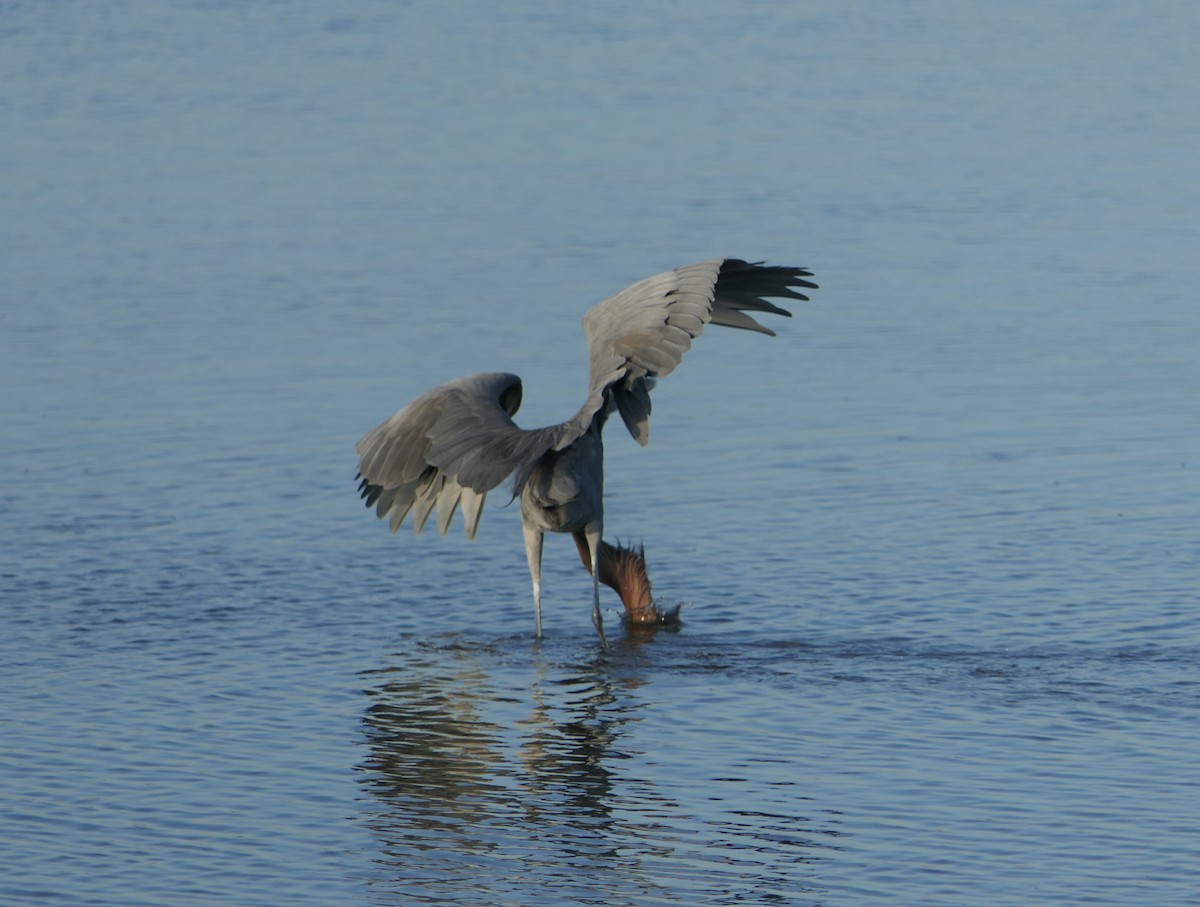 Reddish Egret - ML614246395