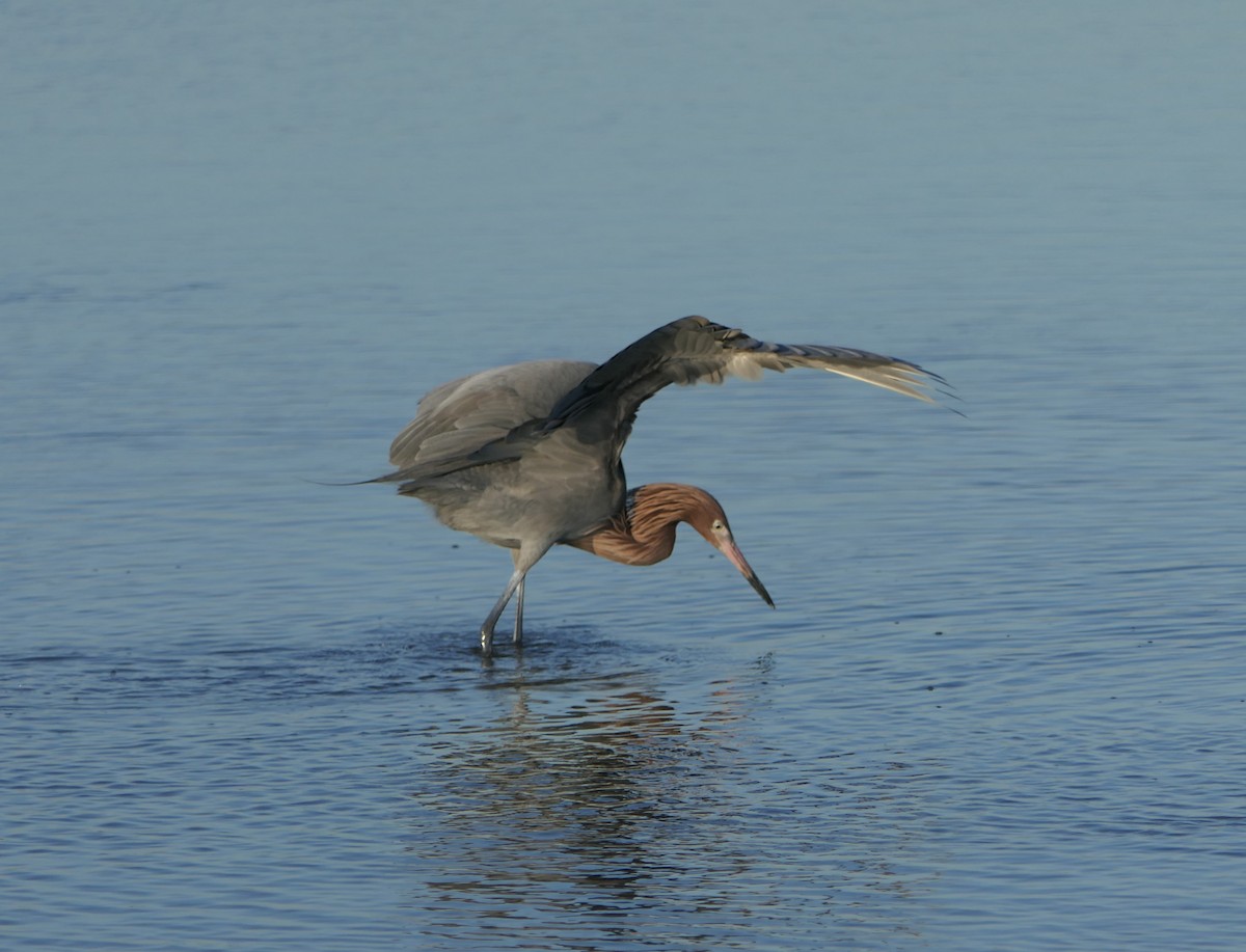 Reddish Egret - ML614246396