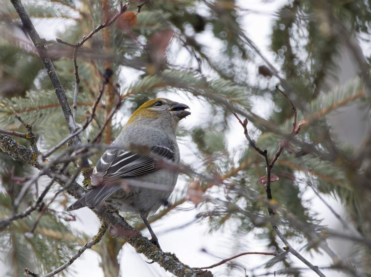 Pine Grosbeak - ML614246418