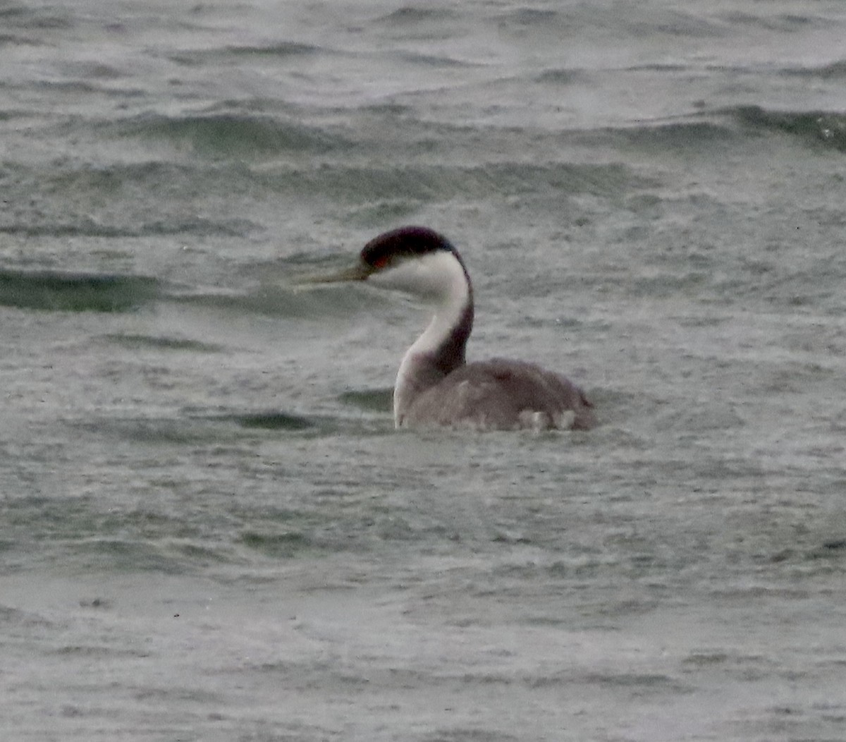 Western Grebe - ML614246421