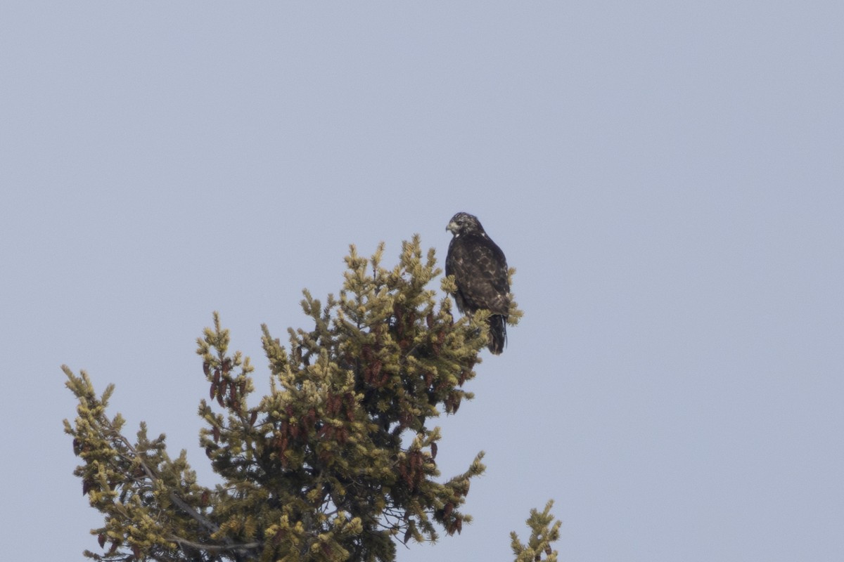 Red-tailed Hawk (Harlan's) - ML614246434