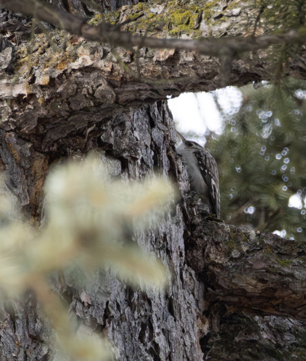 Brown Creeper - ML614246441