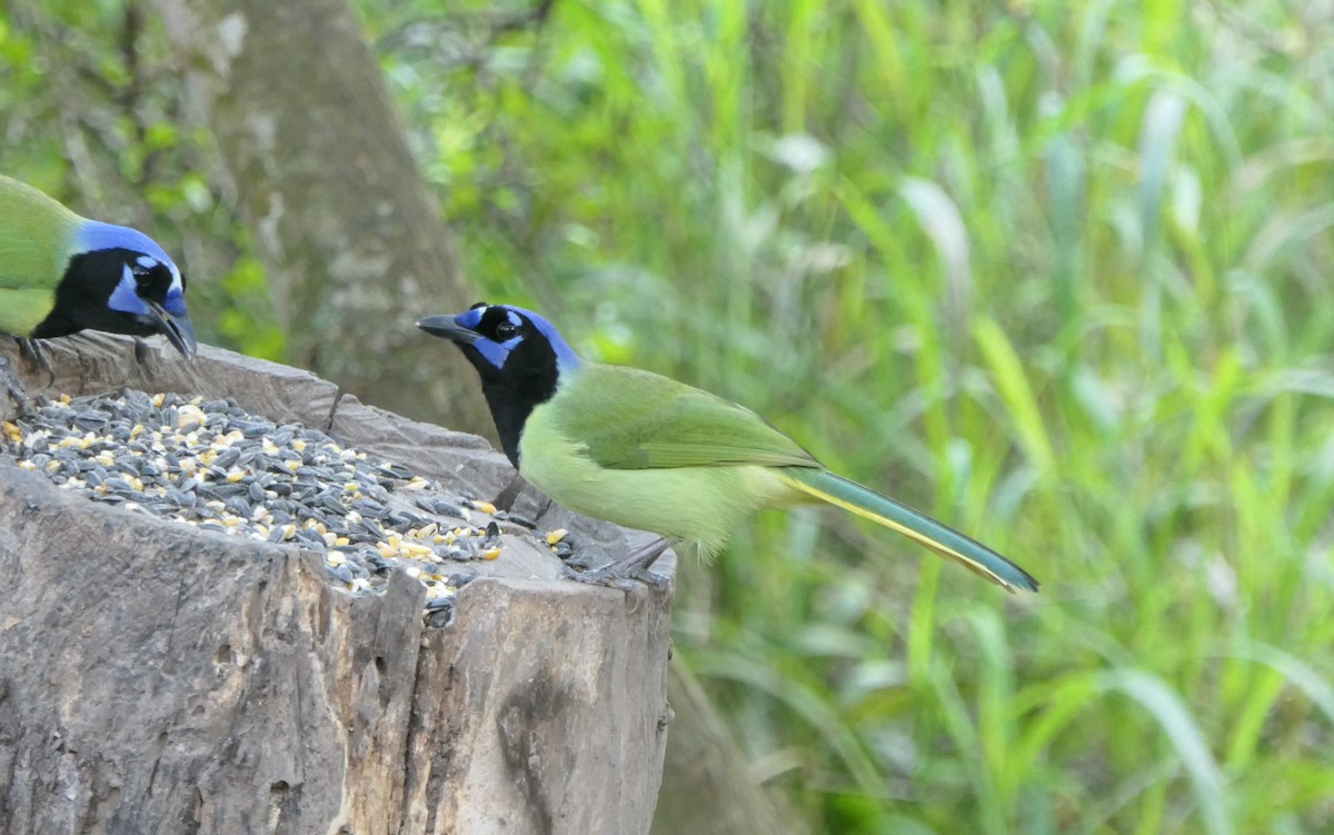 Green Jay - ML614246445