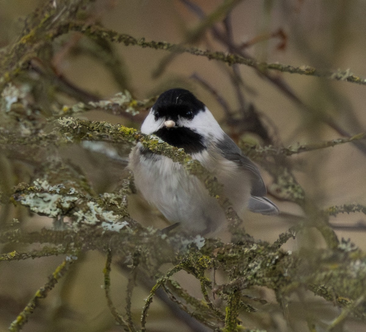 Black-capped Chickadee - ML614246451