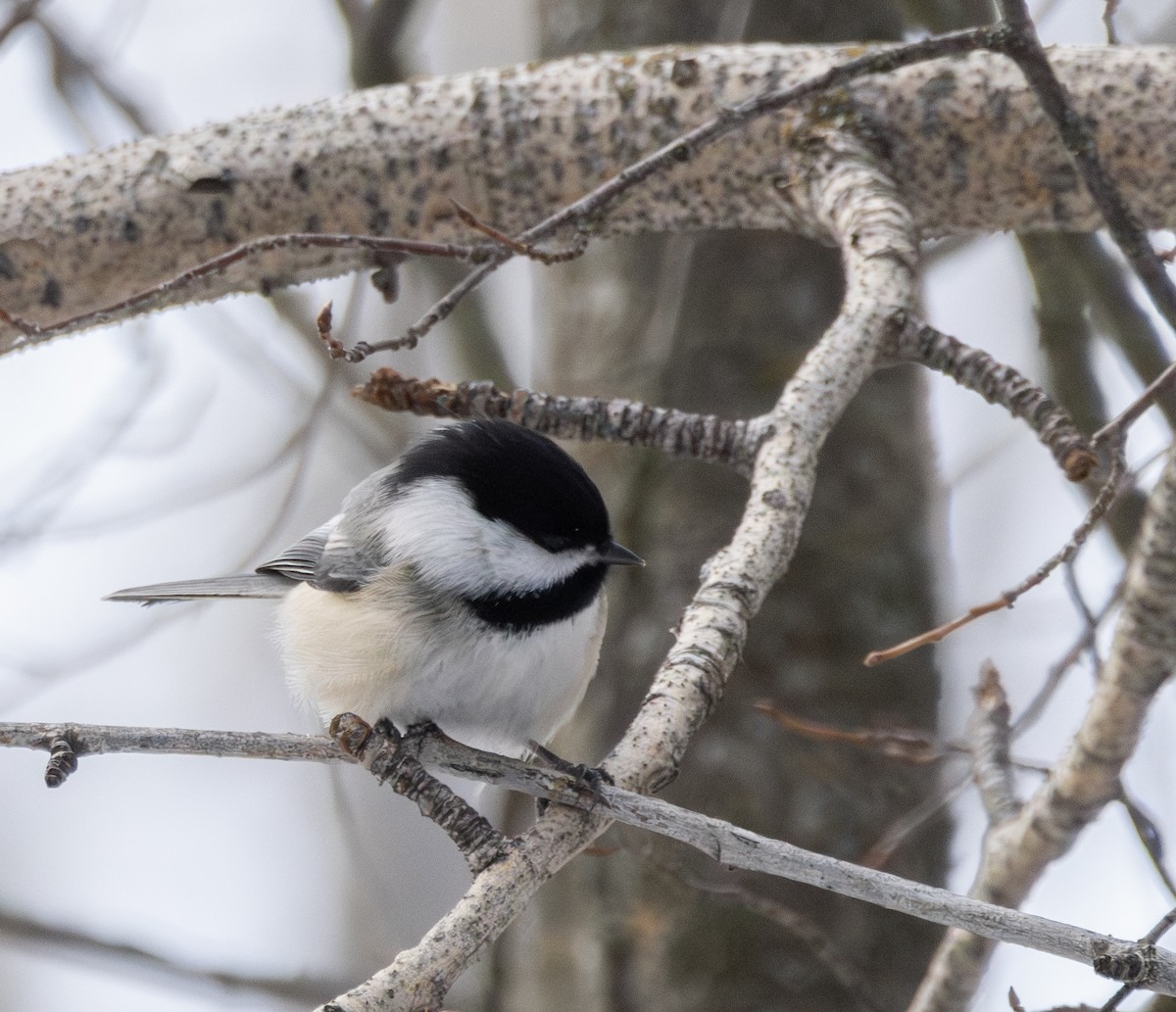 Black-capped Chickadee - ML614246452