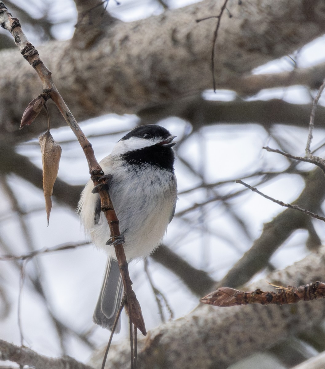 Black-capped Chickadee - ML614246454