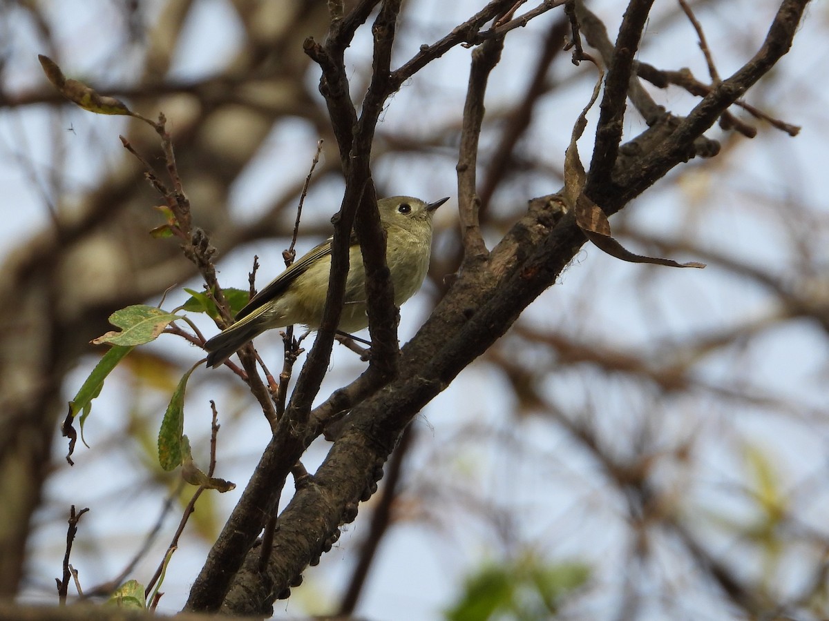 Ruby-crowned Kinglet - Aura Orozco (Mexihca-Aves Birding) 🦩