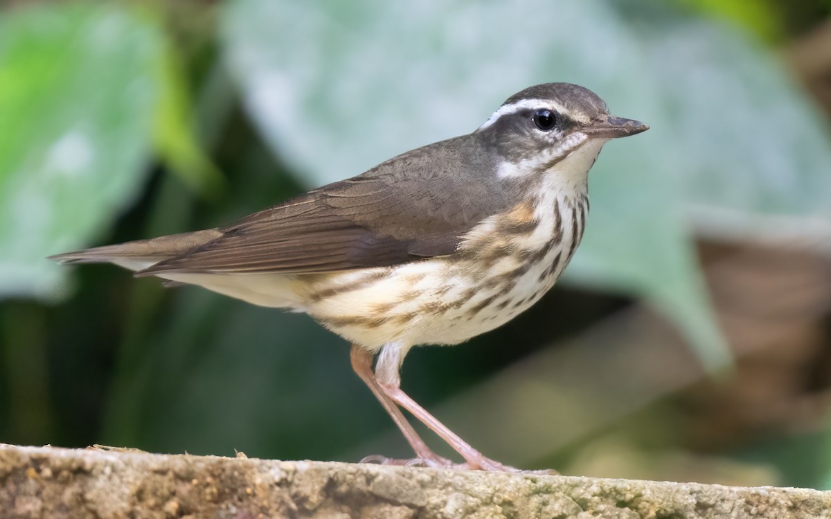 Louisiana Waterthrush - Mark Chappell