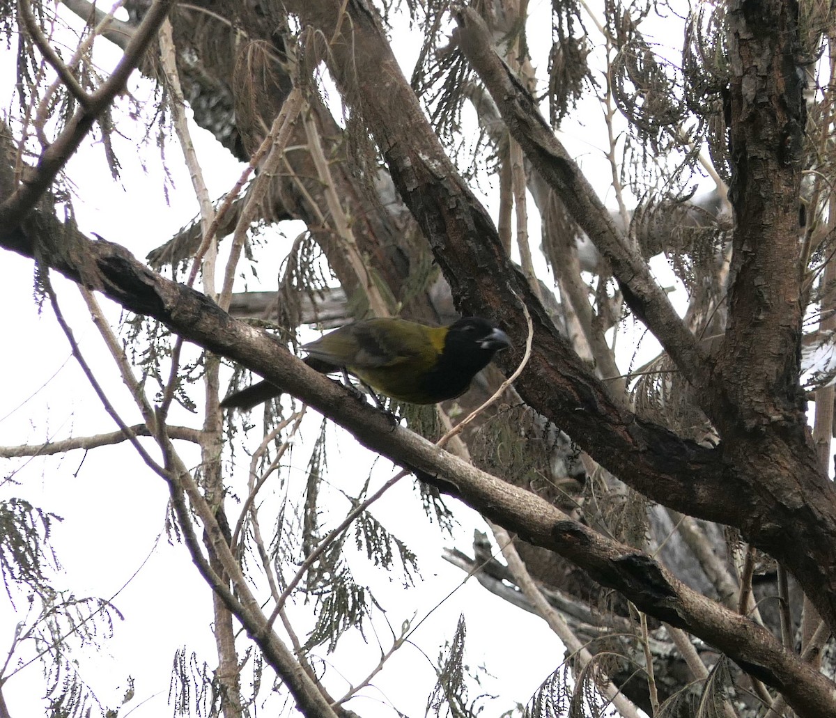 Crimson-collared Grosbeak - ML614246491