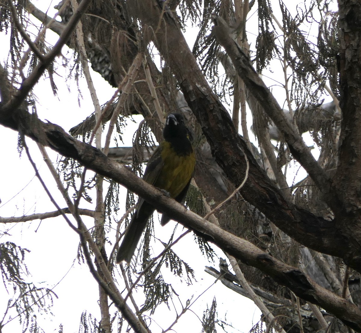 Crimson-collared Grosbeak - ML614246492