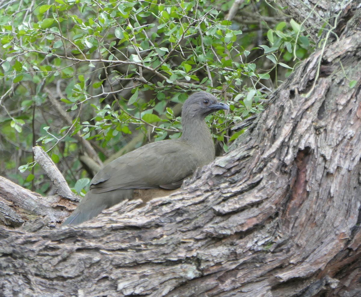 Plain Chachalaca - Brittany O'Connor