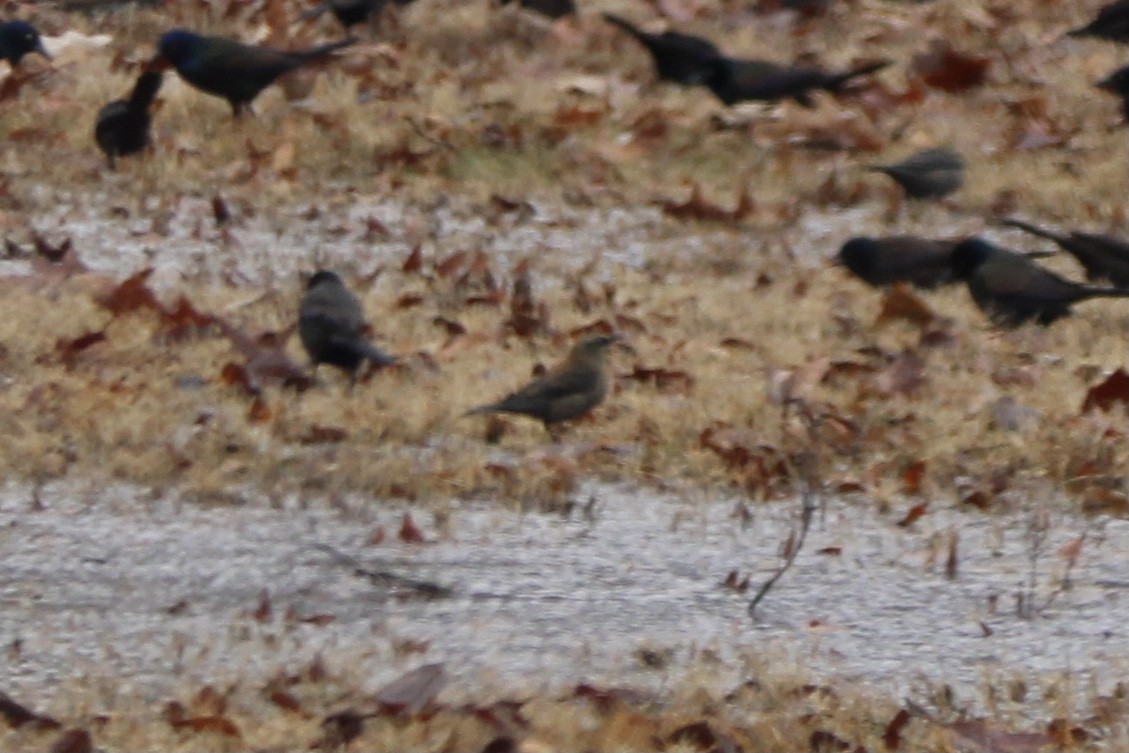 Rusty Blackbird - Susan Wood