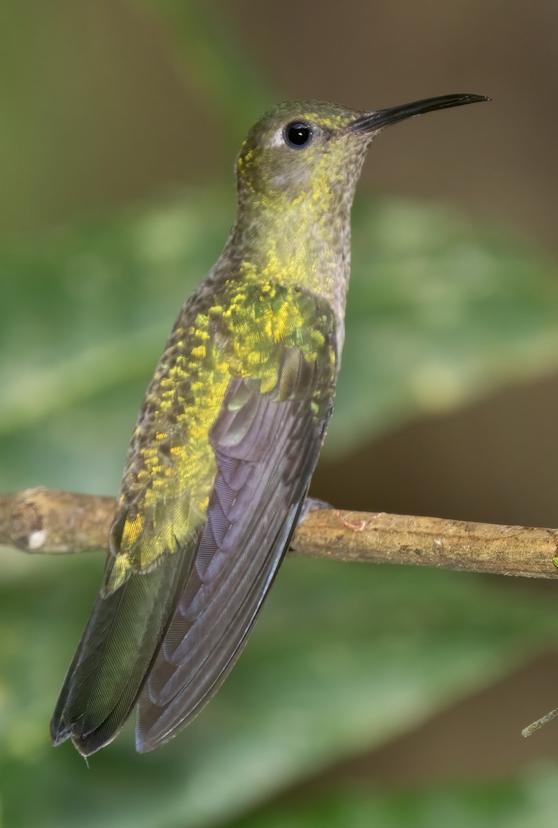 Scaly-breasted Hummingbird - ML614246557