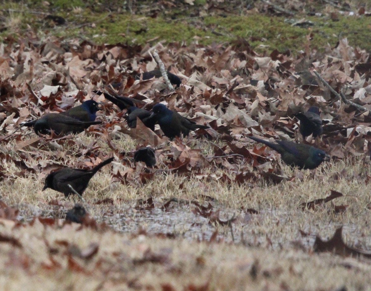 Common Grackle - Susan Wood