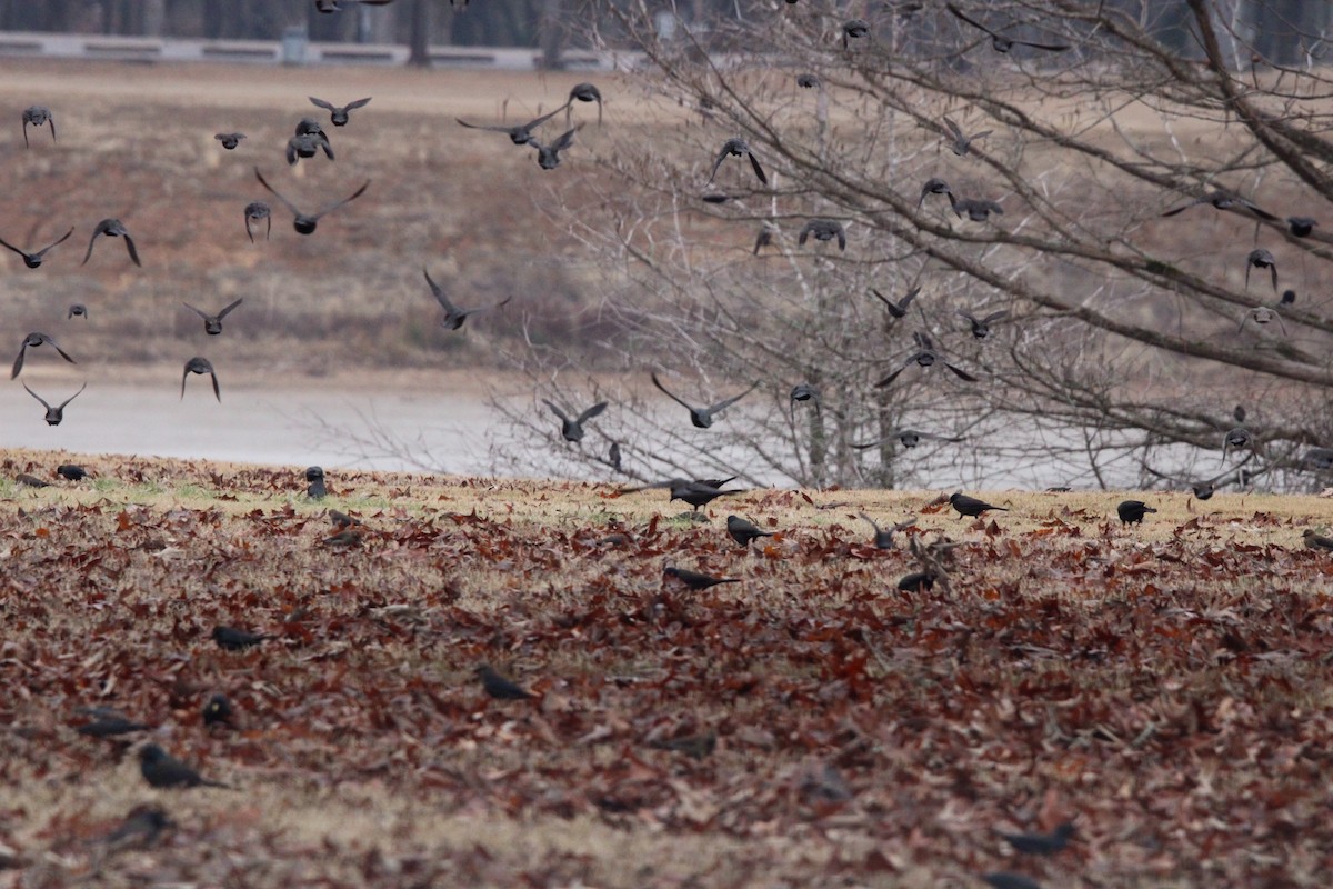 Common Grackle - Susan Wood