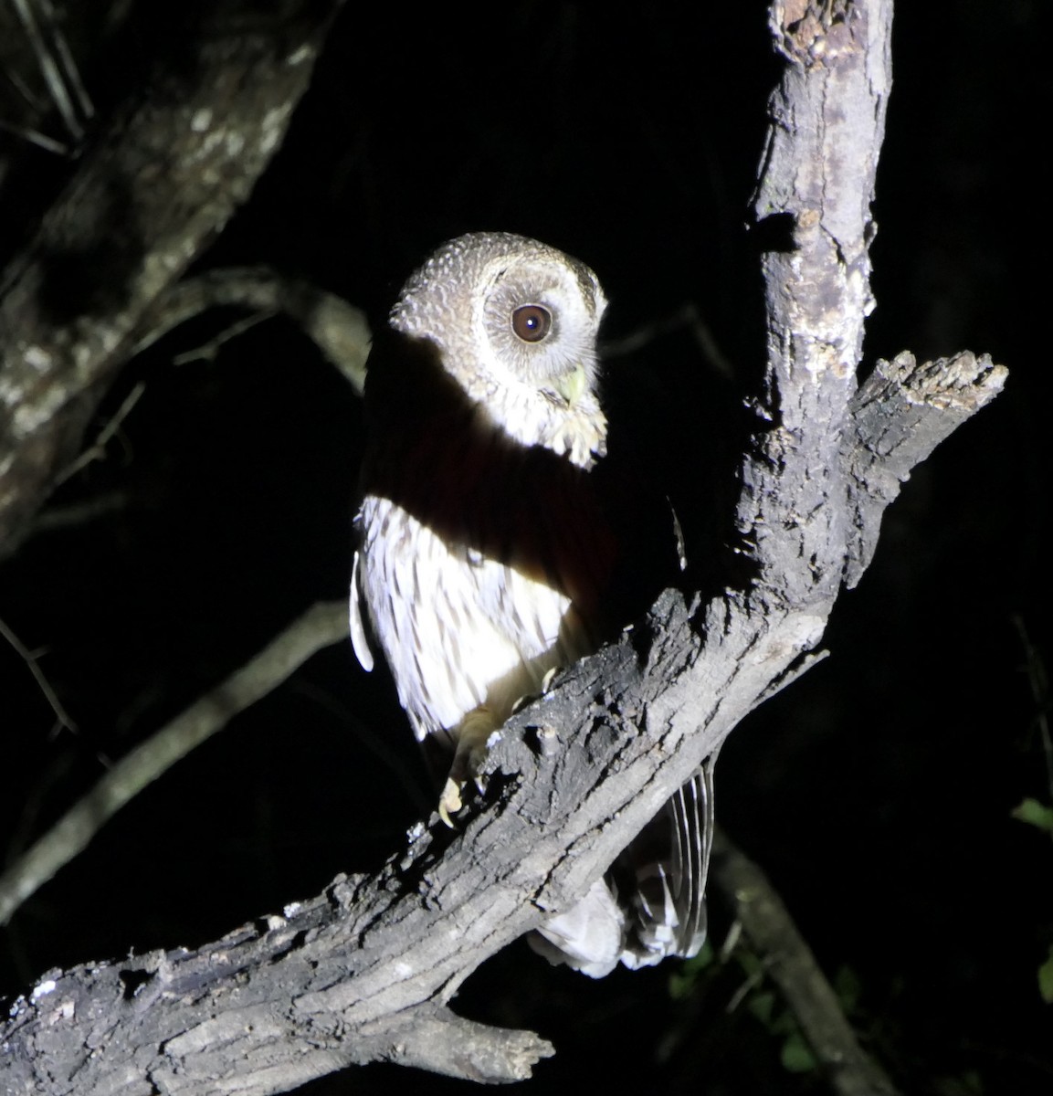 Mottled Owl - Brittany O'Connor