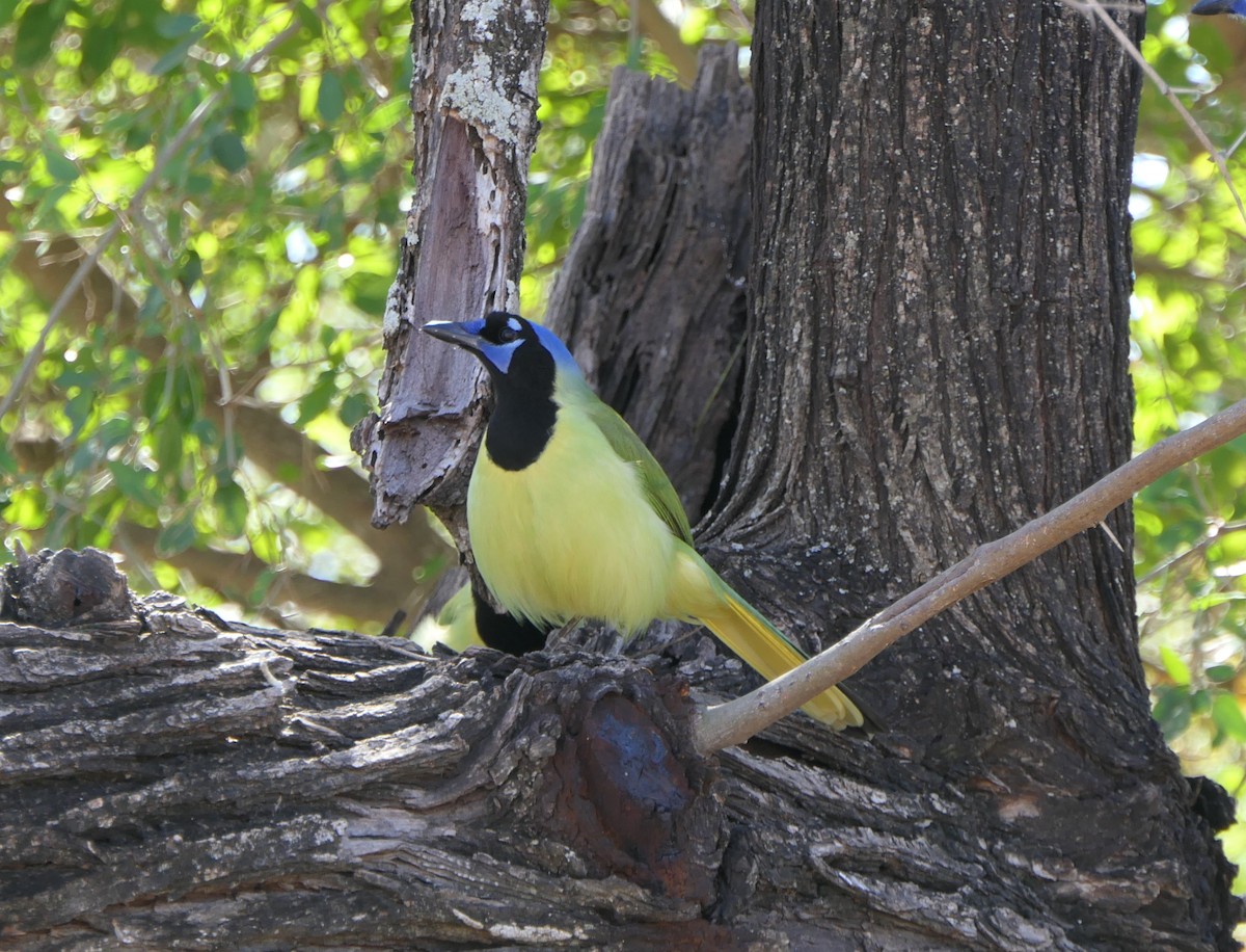 Green Jay - Brittany O'Connor