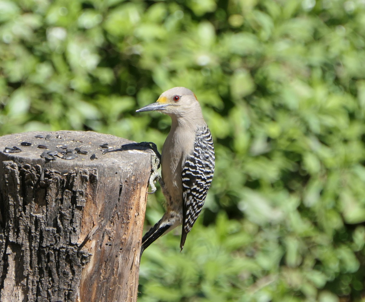 Golden-fronted Woodpecker - ML614246621