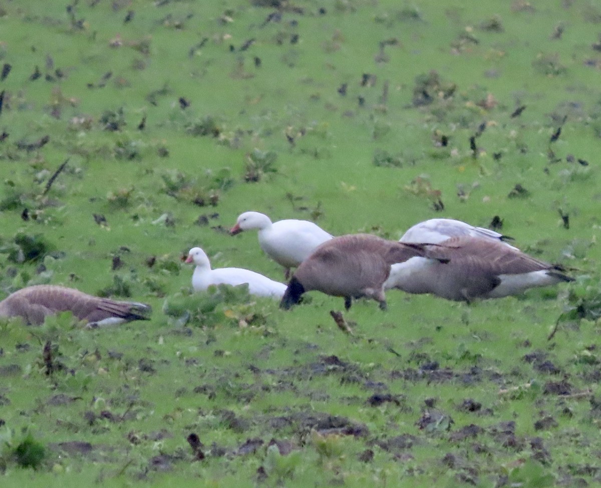Snow Goose - ML614246629