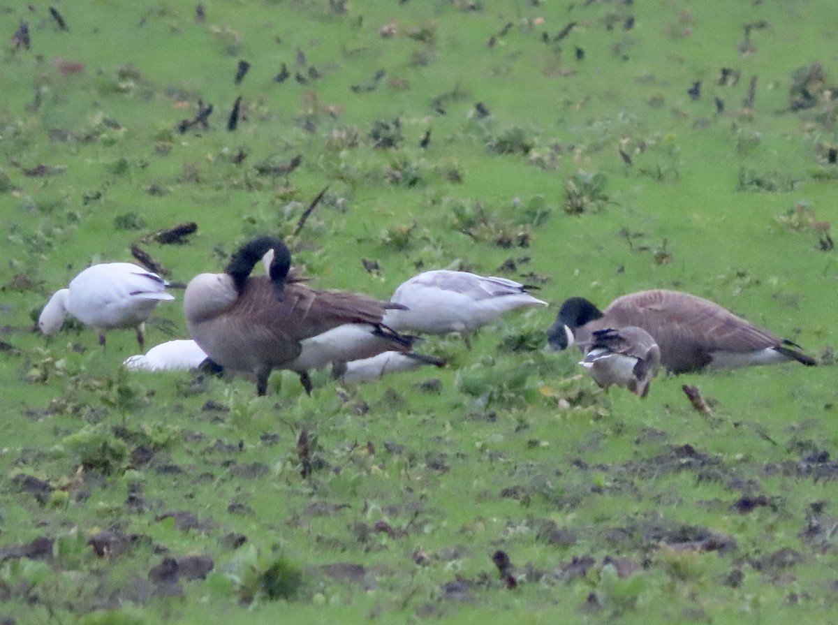 Snow Goose - ML614246630